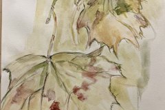 schizzo foglie, acquerello,  cm 20x30