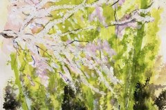 schizzo giardino, acquerello, cm 20x30