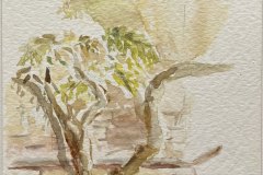 Glicine soliano, acquerello, cm 18x23