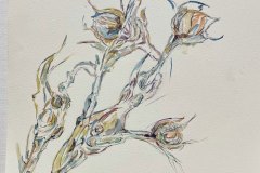 Fiori around  Chicago, acquerello, cm 22x30