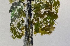Albero, acquerello, cm 16x27