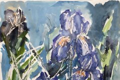 Iris, acquerello, cm 30x40